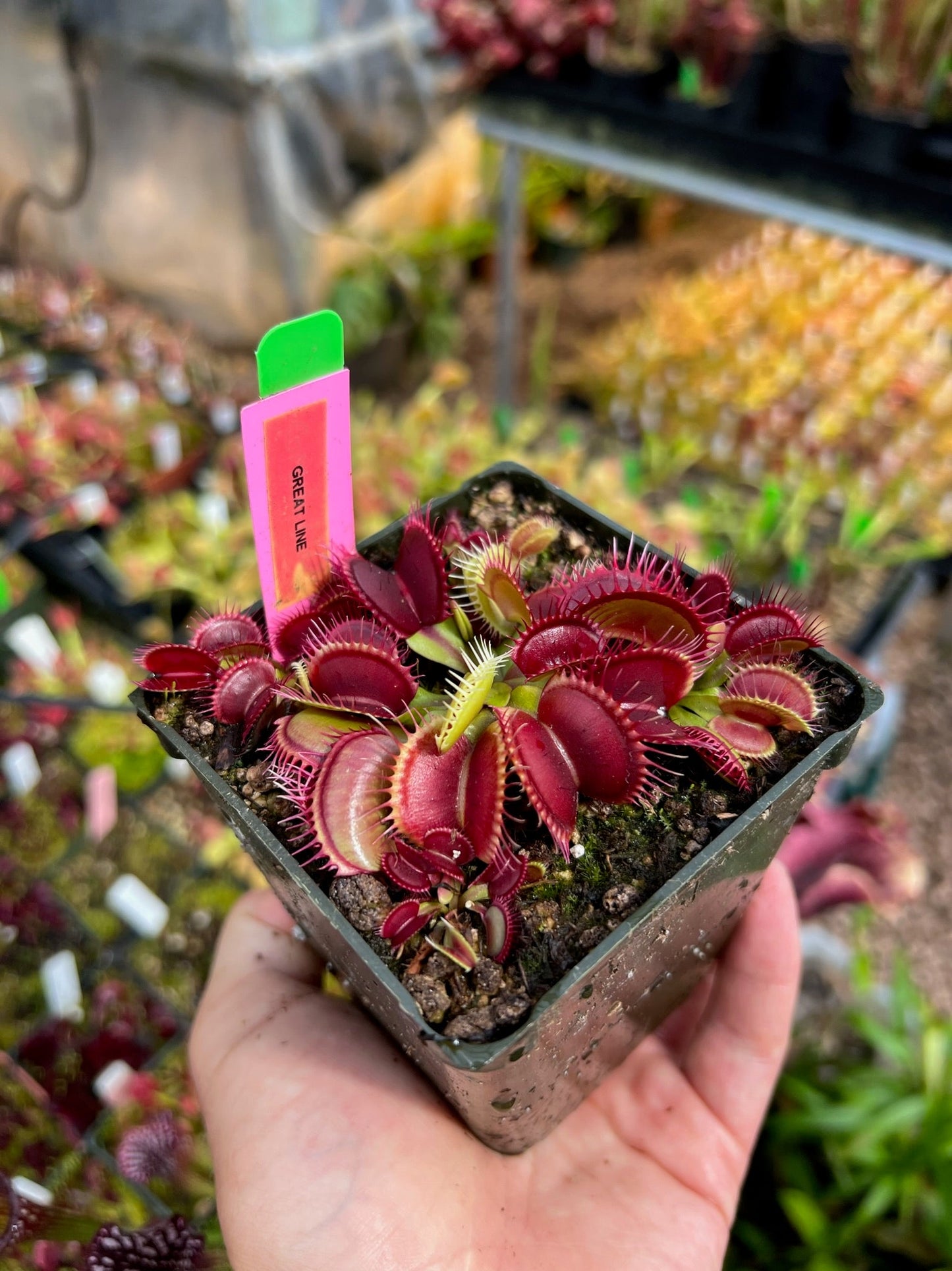 Dionaea muscipula Great Line