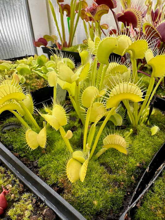 Dionaea muscipula Green Wide Trap