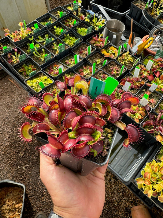 Dionaea muscipula Harlequin