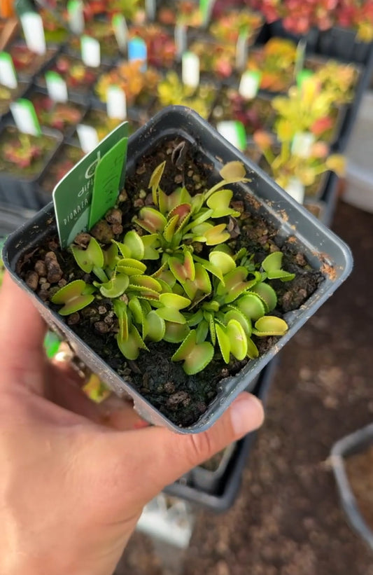 Dionaea muscipula Hypatia