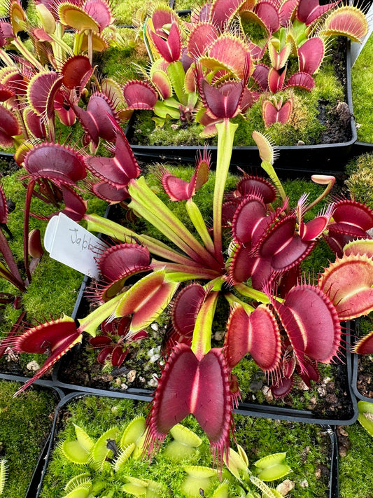 Dionaea muscipula Jabberwocky