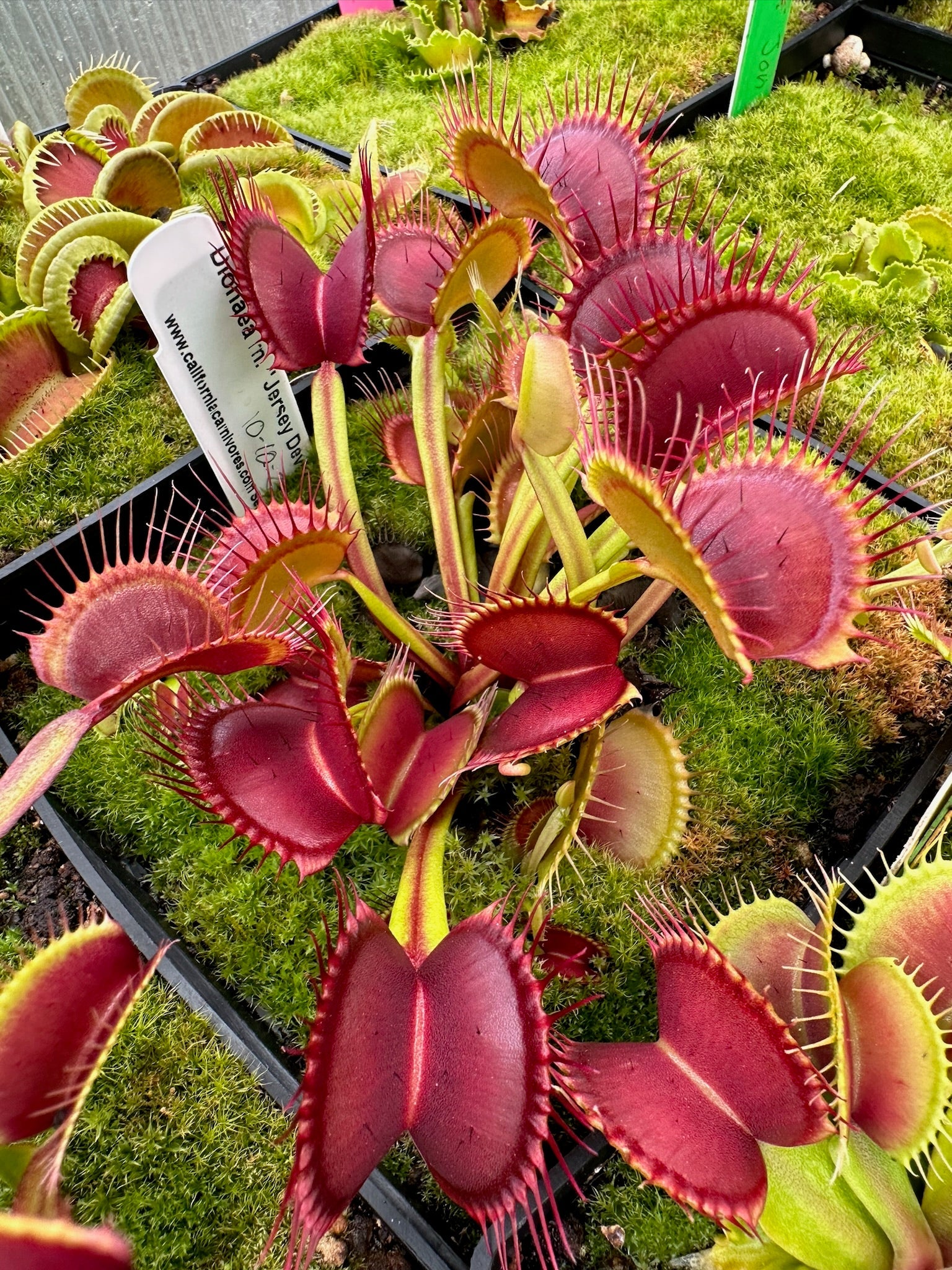 Dionaea muscipula Jersey Devil