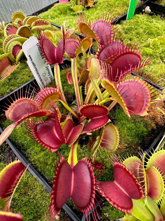 Dionaea muscipula Jersey Devil