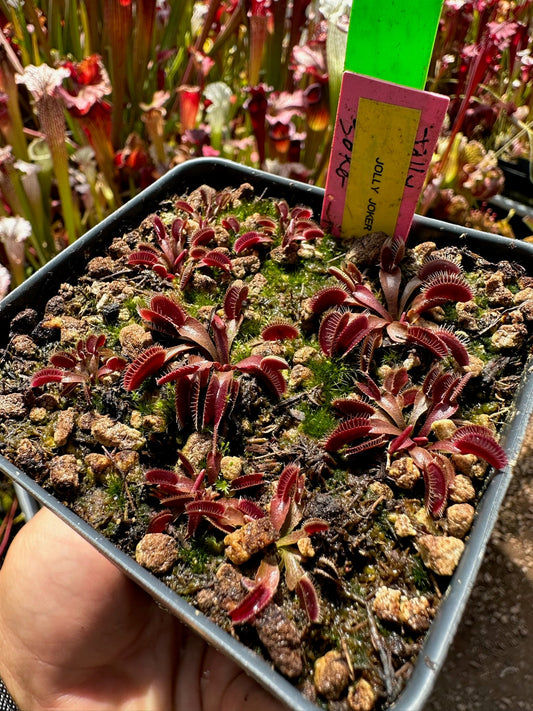 Dionaea muscipula Jolly Joker