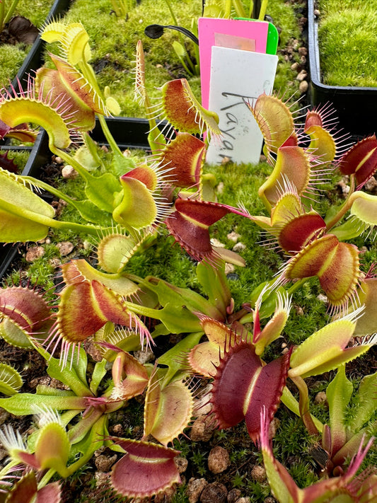 Dionaea muscipula Kayan