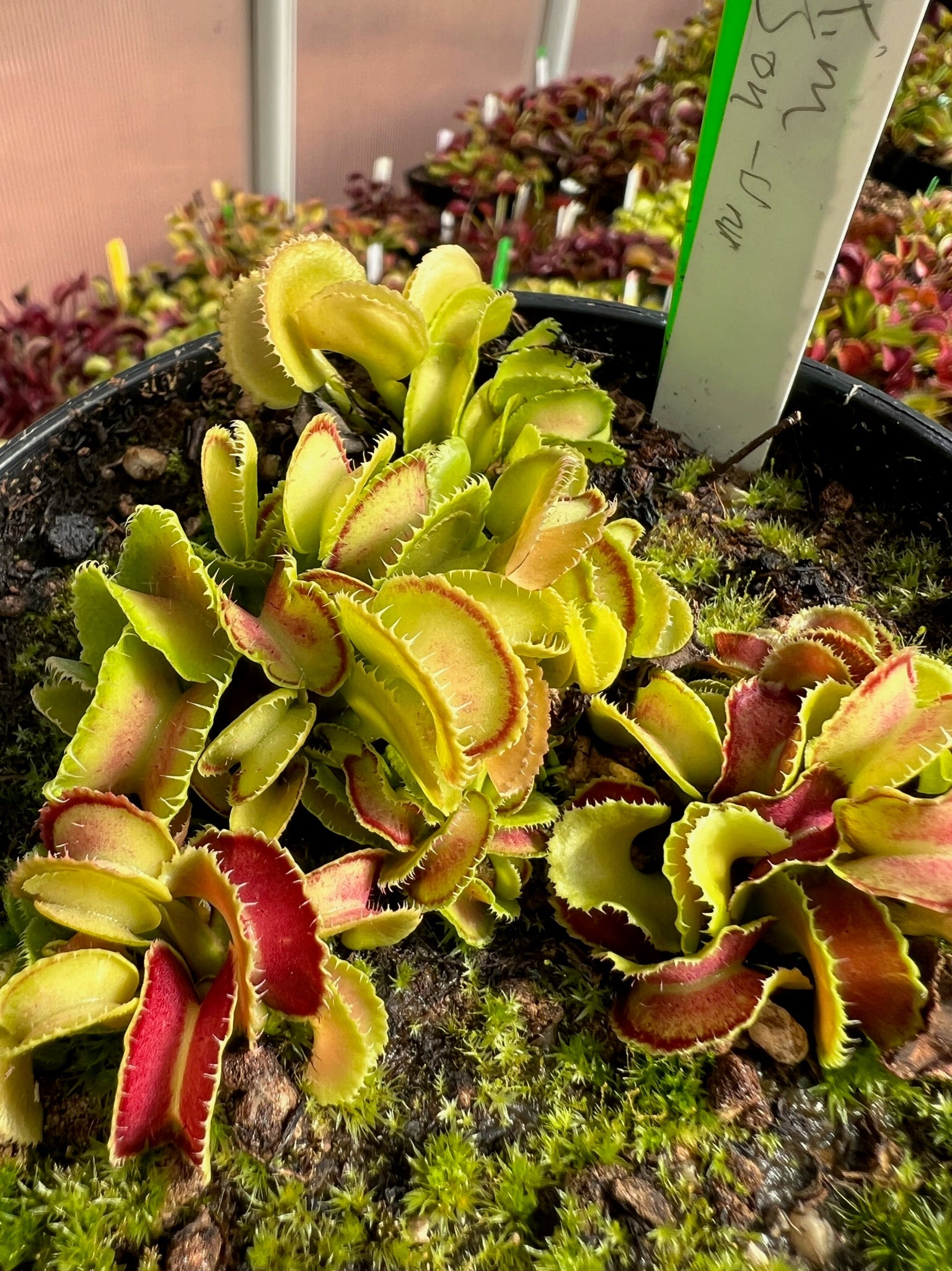 Dionaea muscipula Kim Jong-Un