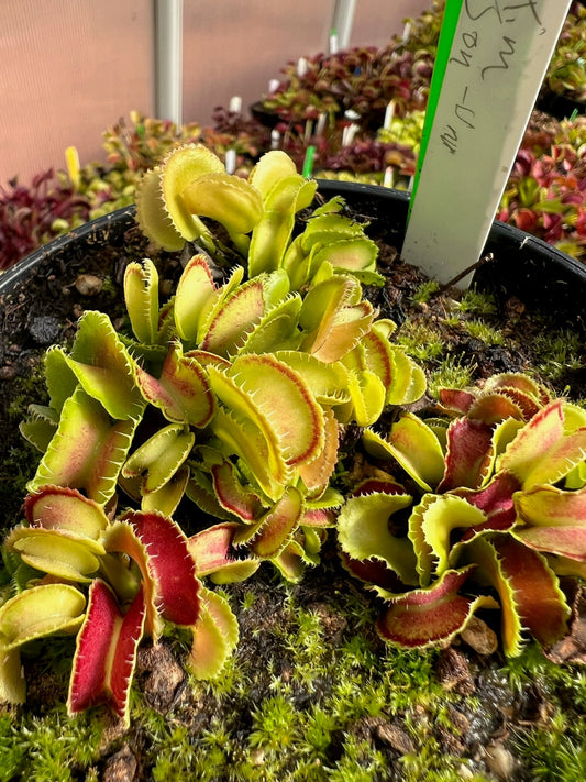 Dionaea muscipula Kim Jong-Un