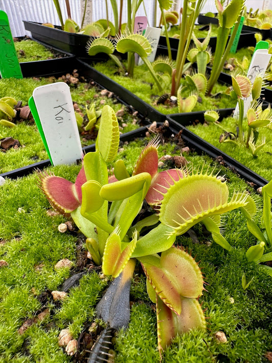 Dionaea muscipula Koi