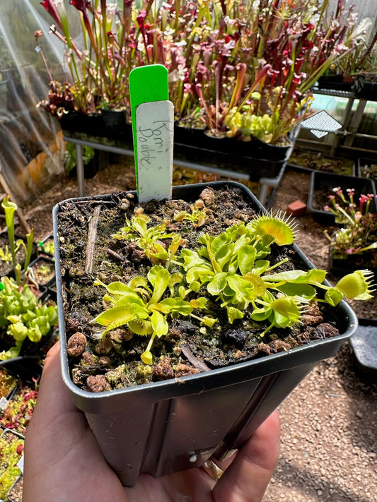 Dionaea muscipula Korri Double