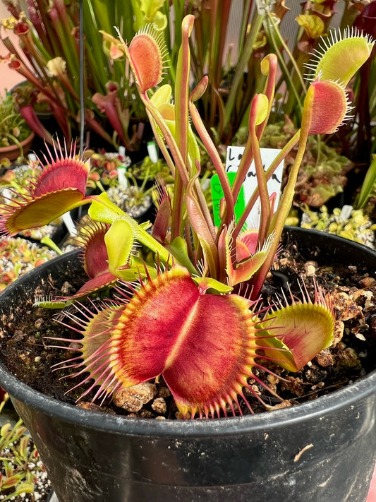 Dionaea muscipula La Gigantea