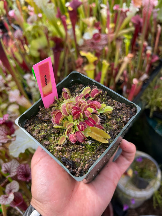 Dionaea muscipula Marduk