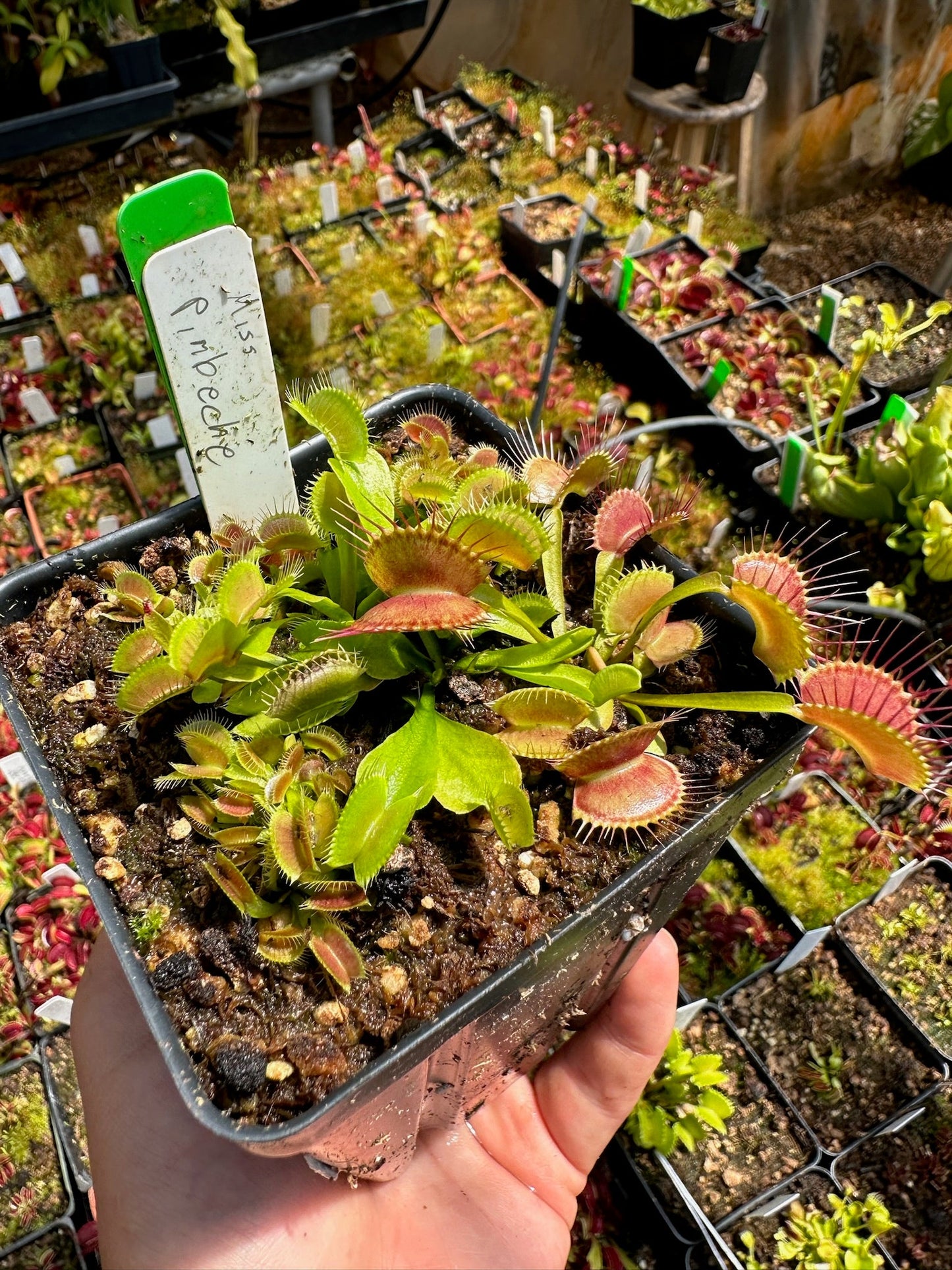 Dionaea muscipula Miss Pimbeche