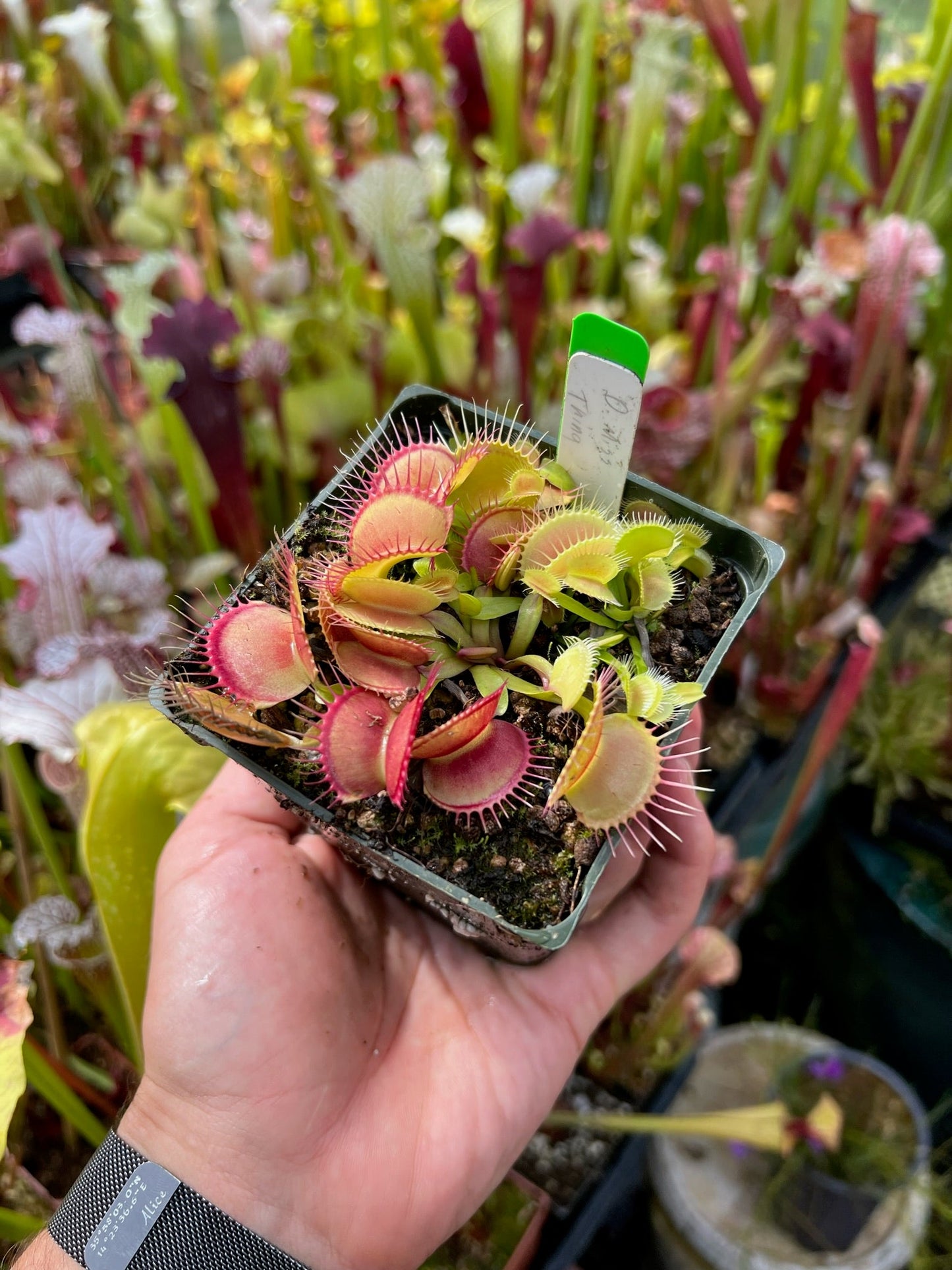 Dionaea muscipula Miss Thing