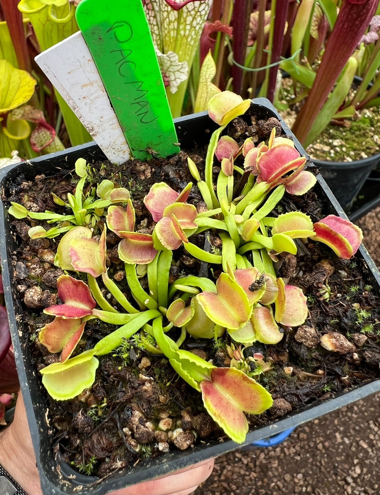 Dionaea muscipula Pacman