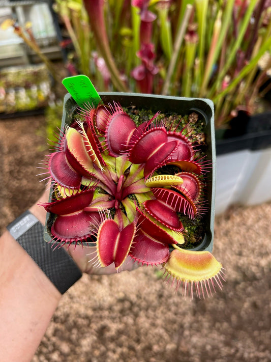 Dionaea muscipula Paradisia