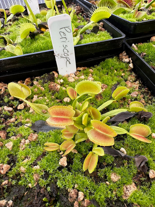 Dionaea muscipula Periscope