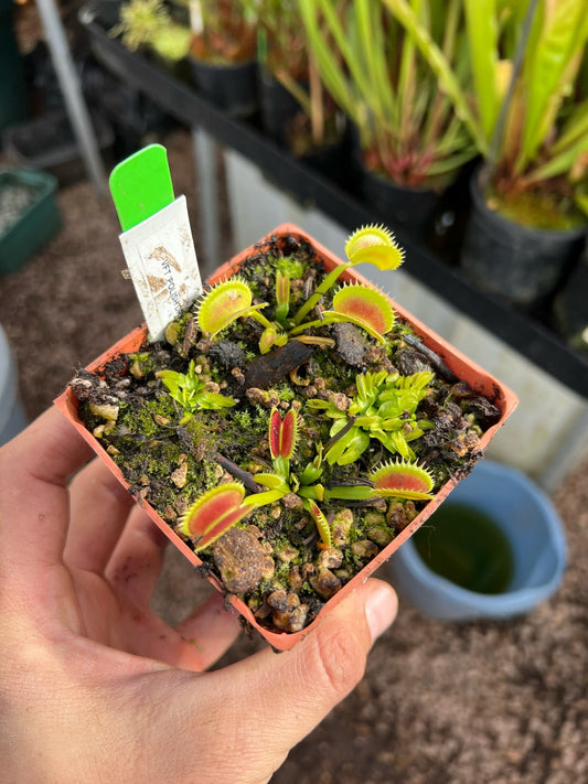 Dionaea muscipula Polish Dracula