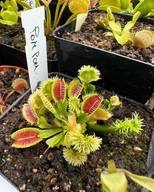 Dionaea muscipula PomPom