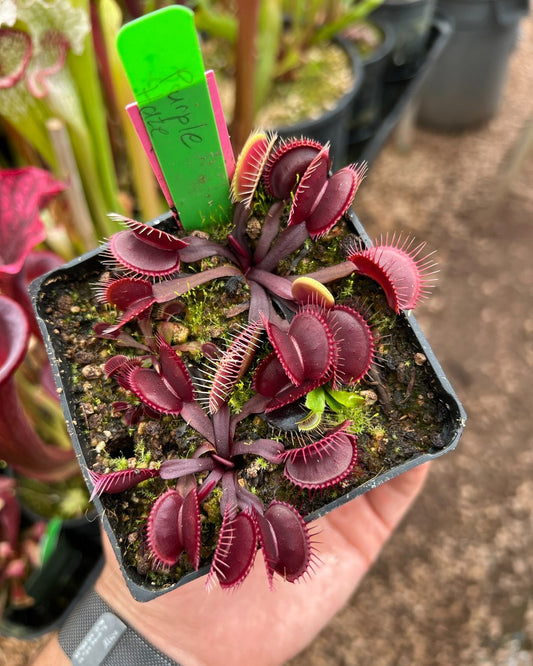 Dionaea muscipula Purple Haze
