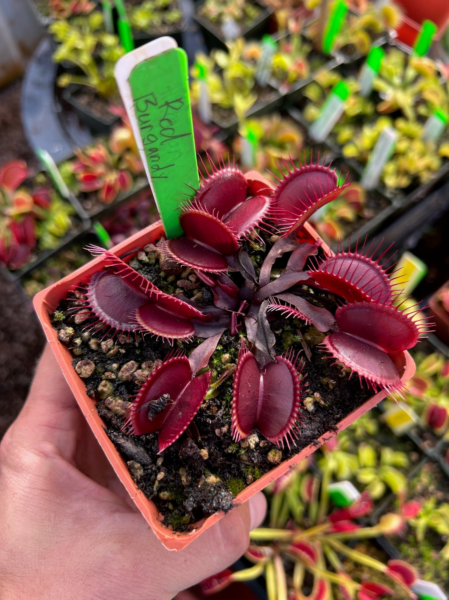Dionaea muscipula Red Burgandy