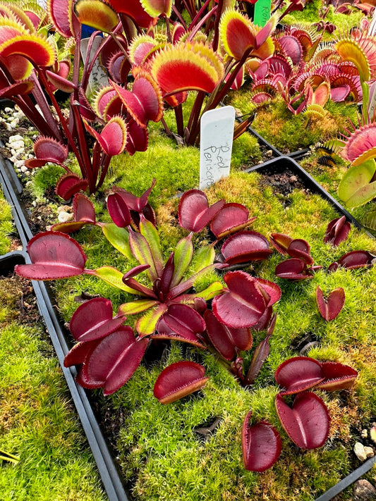 Dionaea muscipula Red Periscope