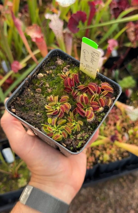 Dionaea muscipula Rehder Giant #1 FTS