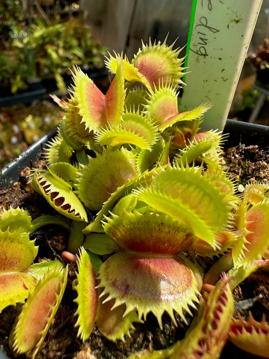 Dionaea muscipula SL seedling