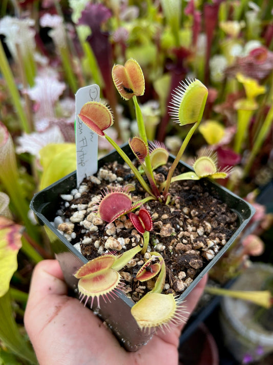 Dionaea muscipula Sam Flytrap