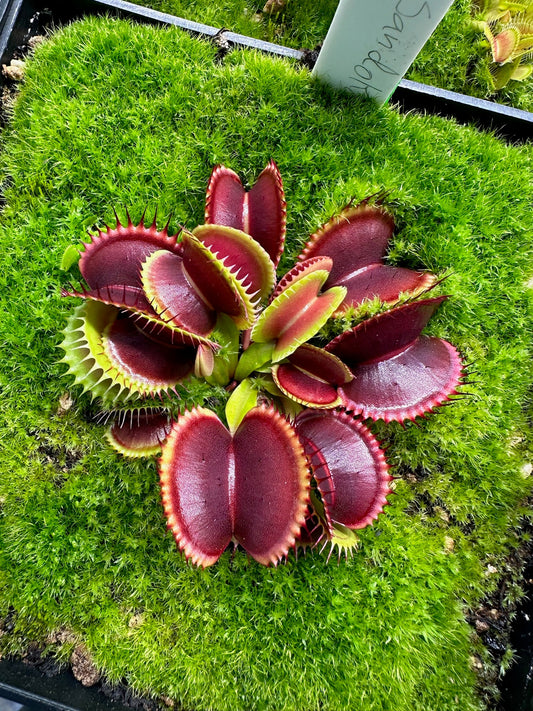 Dionaea muscipula Sandokan