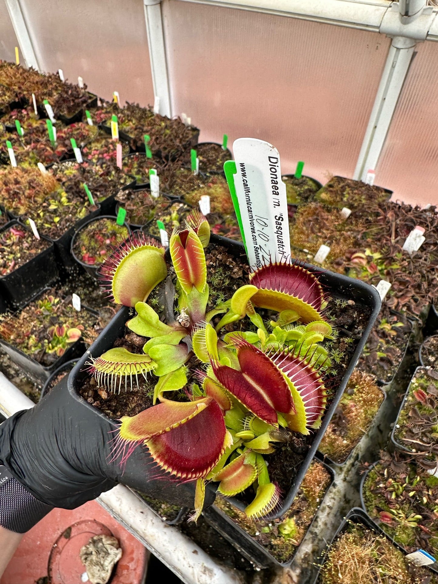 Dionaea muscipula Sasquatch