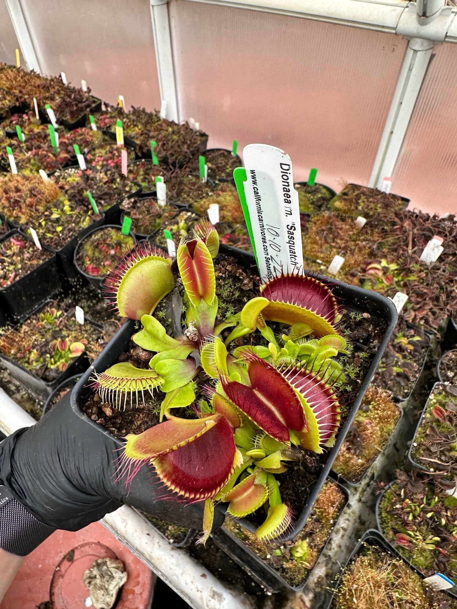 Dionaea muscipula Sasquatch