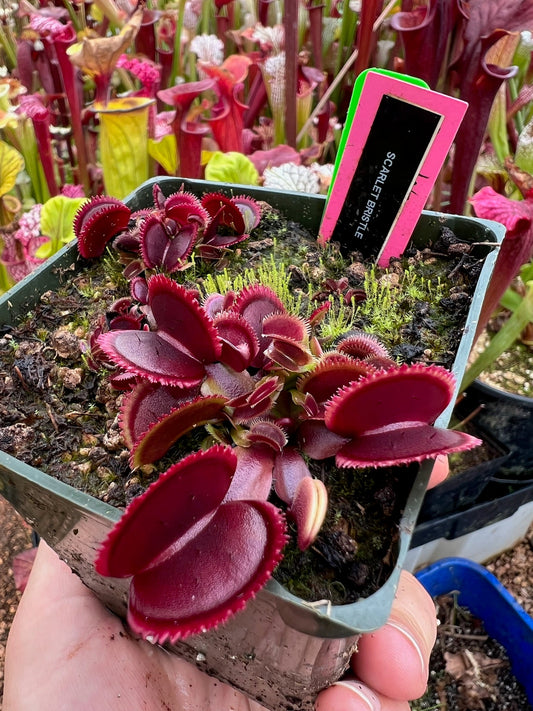 Dionaea muscipula Scarlet Bristle