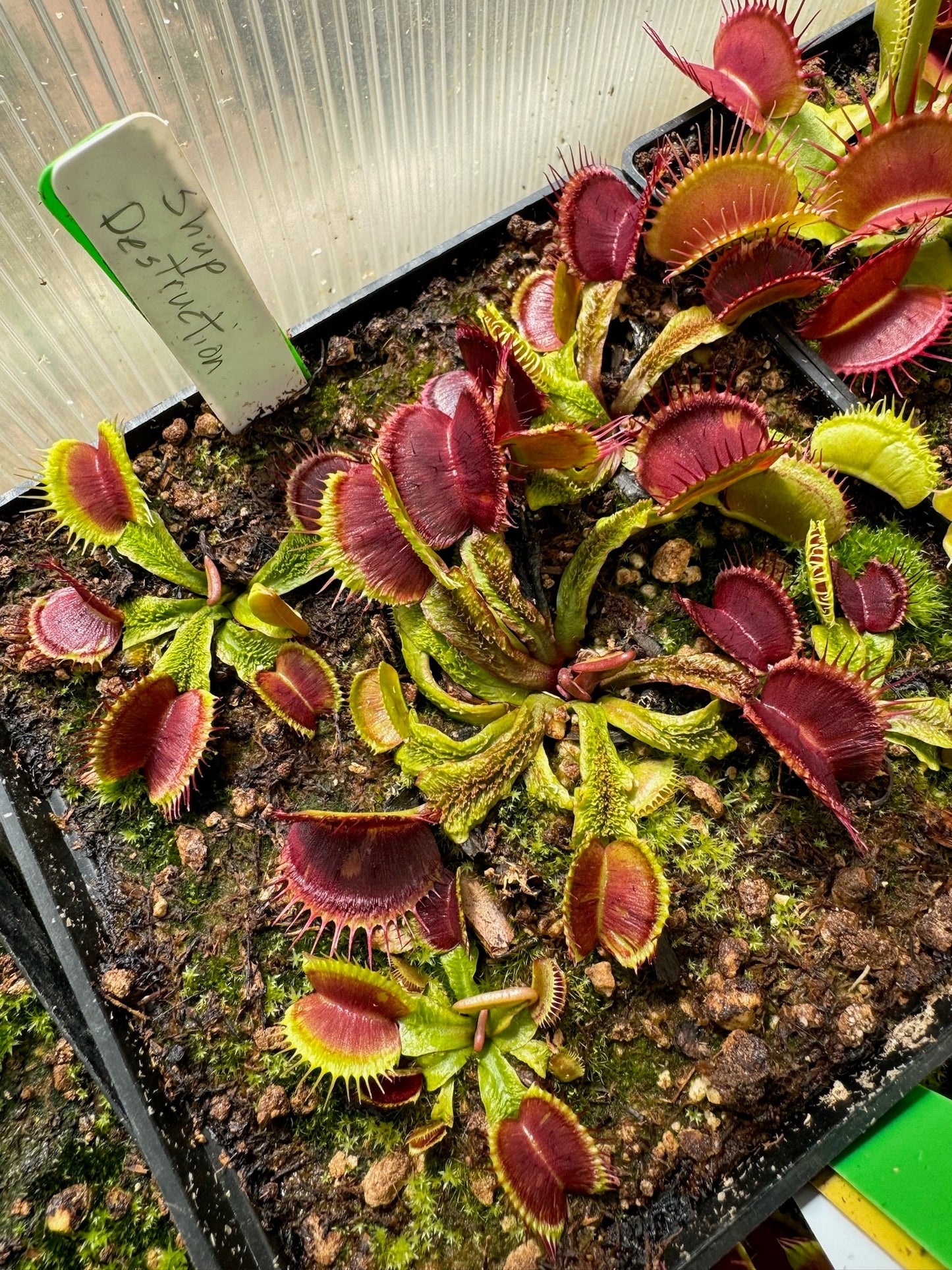 Dionaea muscipula Schup Destruction