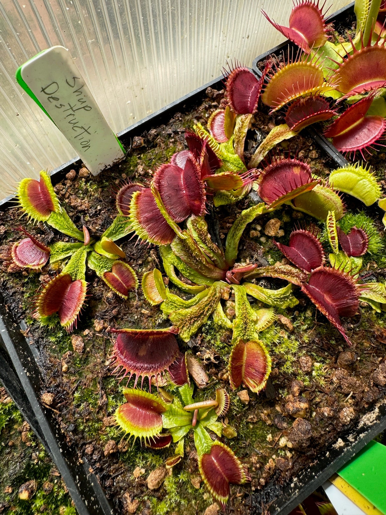 Dionaea muscipula Schup Destruction