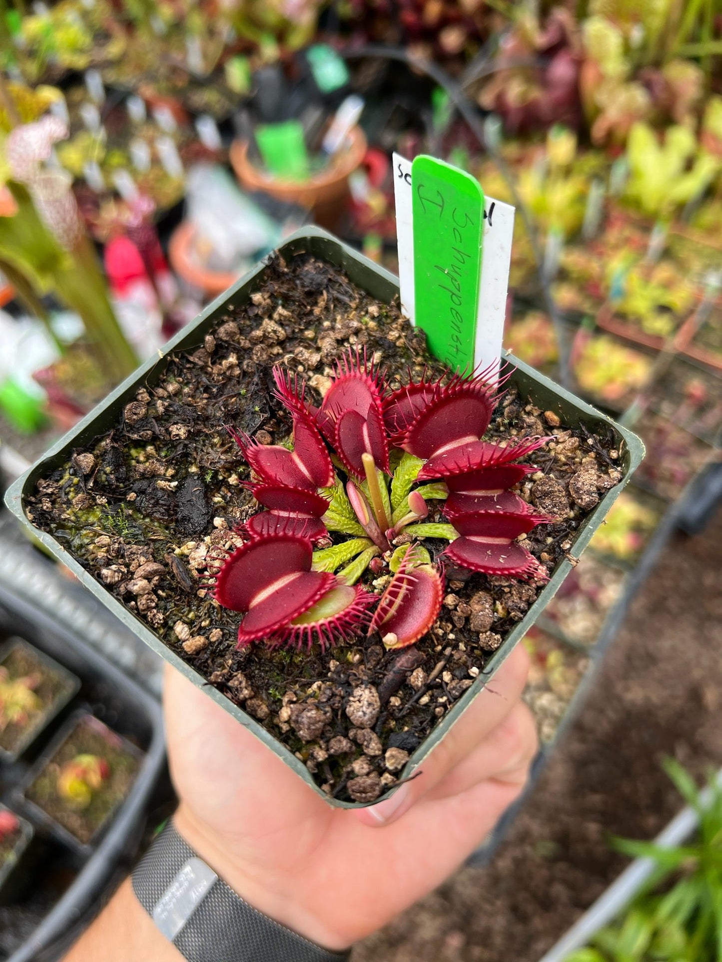 Dionaea muscipula Schuppenstiel 1