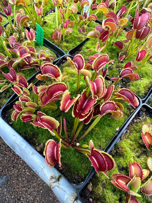 Dionaea muscipula Small Sawtooth