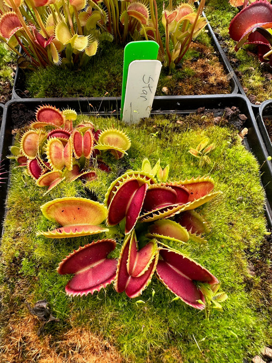 Dionaea muscipula Star