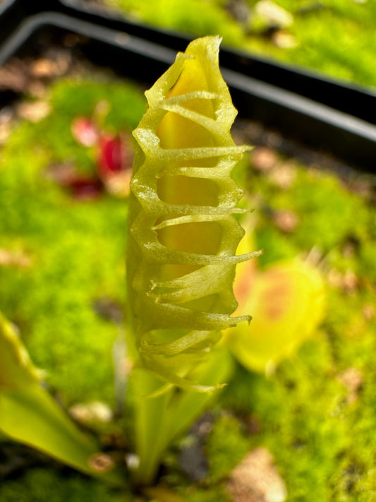 Dionaea muscipula Stiletto