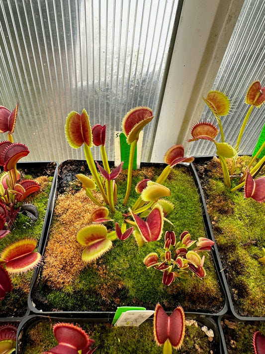 Dionaea muscipula Sunrise