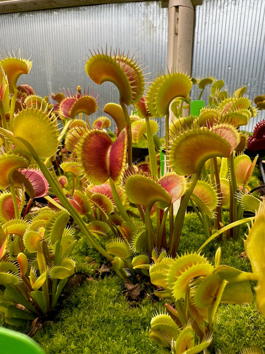 Dionaea muscipula TDK2