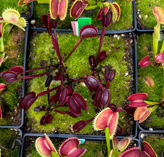 Dionaea muscipula Trev’s Red Dentate