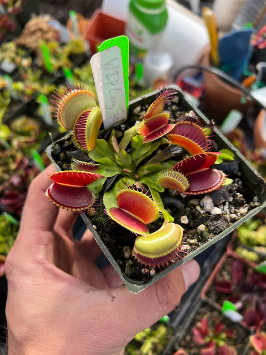 Dionaea muscipula WIP Long Snapper
