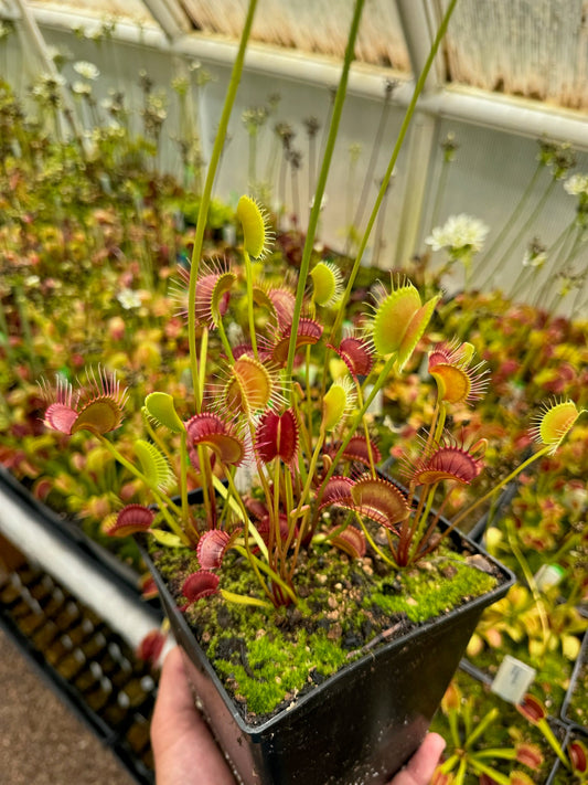 Dionaea muscipula WIP Slim Snapper