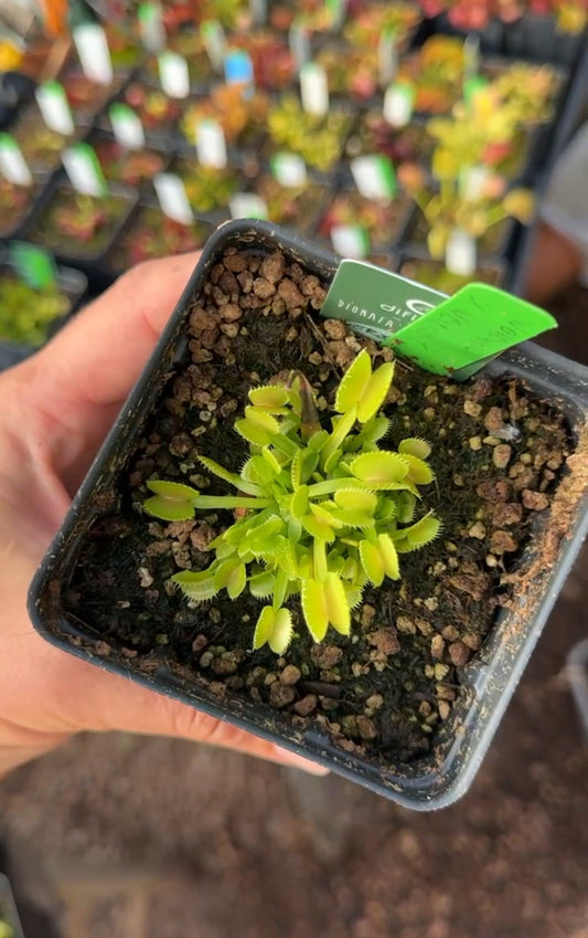 Dionaea muscipula Werewolf x Werewolf
