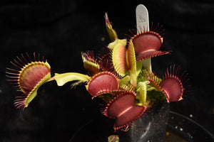 Dionaea muscipula A2 Clone
