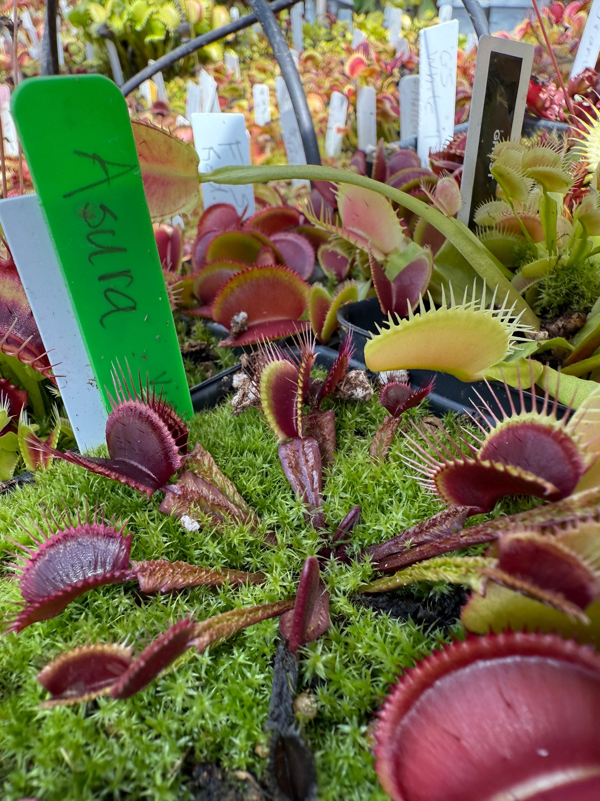Dionaea muscipula Asura