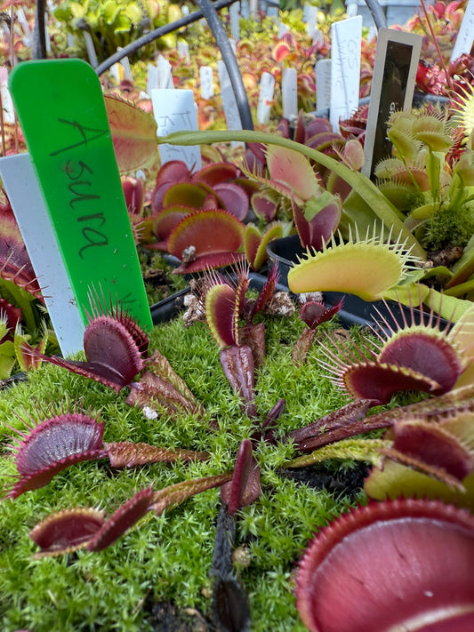 Dionaea muscipula Asura