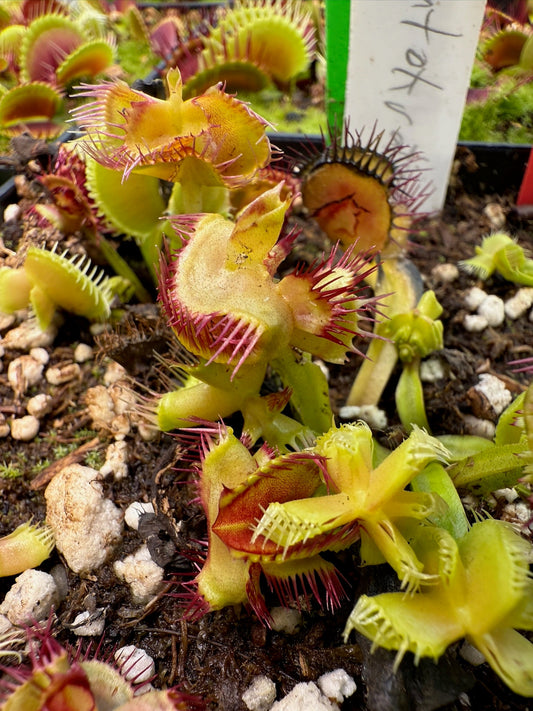 Dionaea muscipula Autòkrator