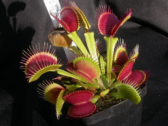 Dionaea muscipula B52