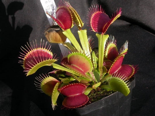 Dionaea muscipula B52